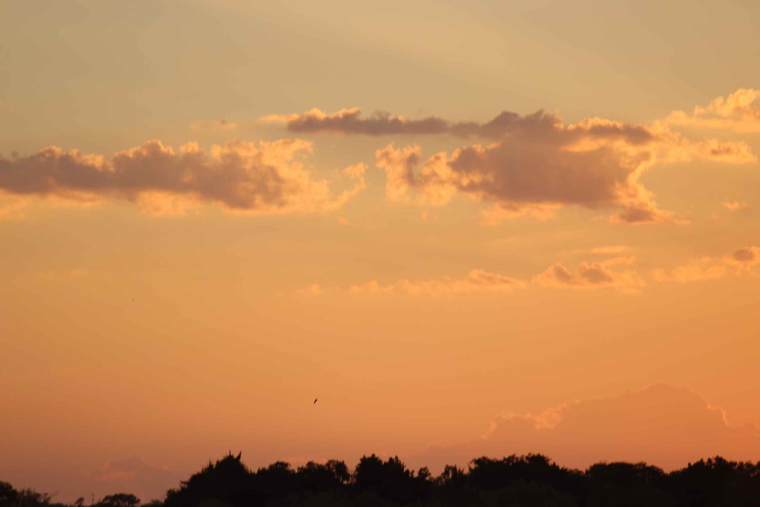 Escursione di un giorno al Parco Nazionale di Hwange dalle Cascate Vittoria