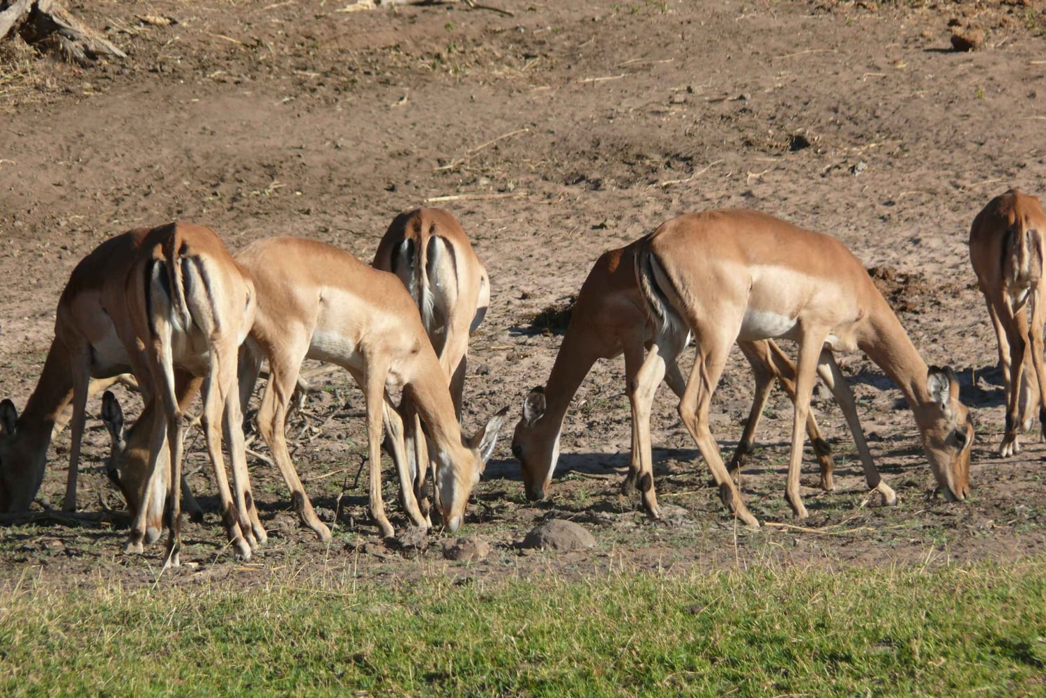 Escursione di un giorno al Parco Nazionale di Hwange dalle Cascate Vittoria