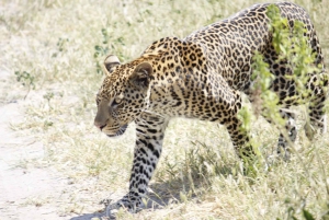 Hwange National Park Day Trip from Victoria Falls