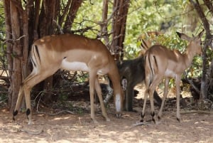 Hwange National Park Day Trip from Victoria Falls