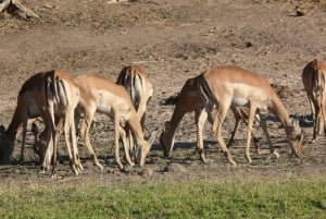 Escursione di un giorno al Parco Nazionale di Hwange dalle Cascate Vittoria