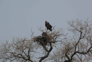 Escursione di un giorno al Parco Nazionale di Hwange dalle Cascate Vittoria