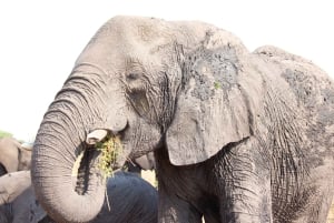 Escursione di un giorno al Parco Nazionale di Hwange dalle Cascate Vittoria