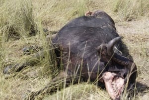 Escursione di un giorno al Parco Nazionale di Hwange dalle Cascate Vittoria