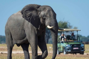 Game Drive Safari Victoria Falls