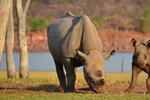 Game Drive Safari Victoria Falls