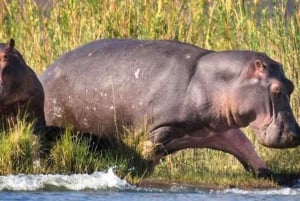 Game Drive Safari Victoria Falls