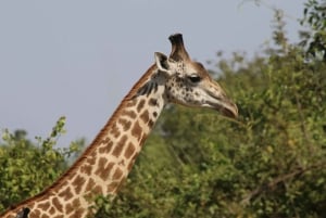 Hwange National Park Private Wildlife Safari