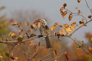 Hwange National Park Private Wildlife Safari