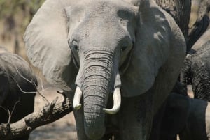 ワンゲ国立公園プライベート野生動物サファリ