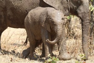 ワンゲ国立公園プライベート野生動物サファリ