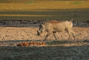 ワンゲ国立公園プライベート野生動物サファリ