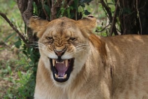 ワンゲ国立公園プライベート野生動物サファリ