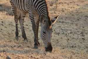 ワンゲ国立公園プライベート野生動物サファリ