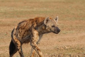 ワンゲ国立公園プライベート野生動物サファリ