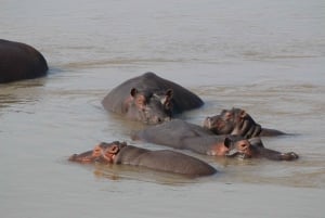 ワンゲ国立公園プライベート野生動物サファリ