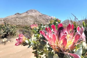 Johannesburg: 10-dniowa wycieczka po Wodospadach Wiktorii i Garden Route