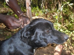 Kariba Animal Welfare Fund Trust