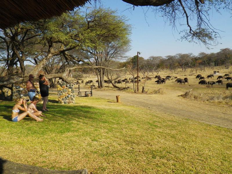 Kaza Safaris