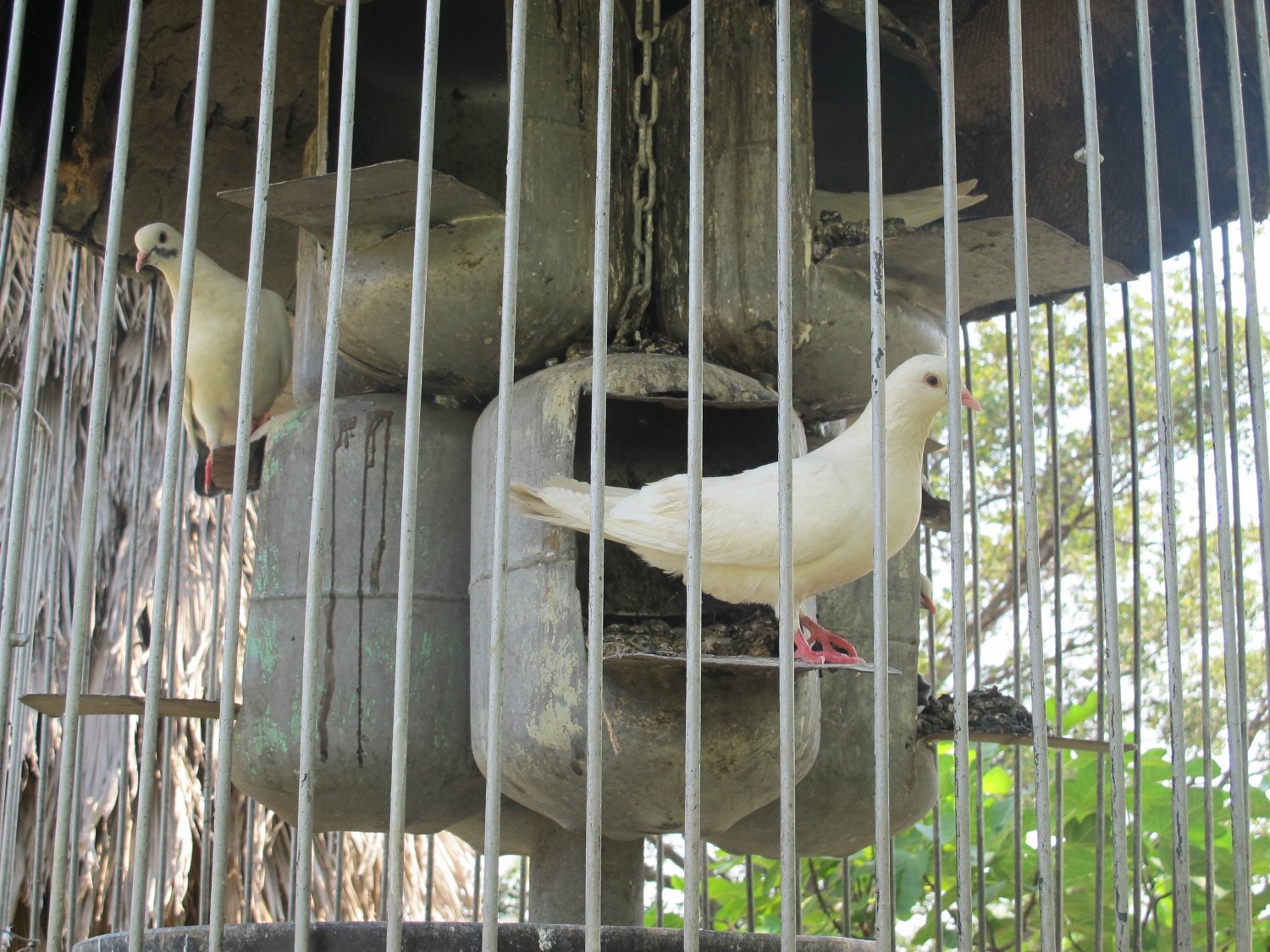 Kuimba Shiri Bird Park