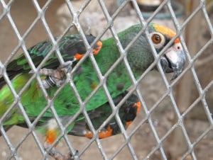 Kuimba Shiri Bird Park