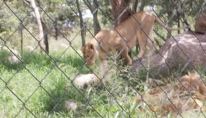 Best Private Game Parks Around Harare