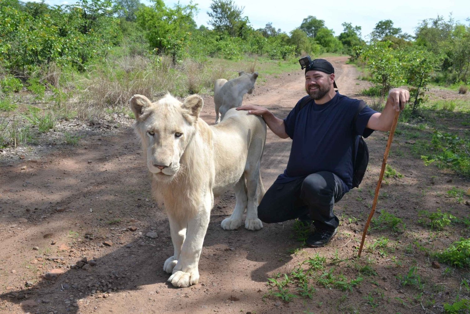 Lion Walk experience in Victoria Falls