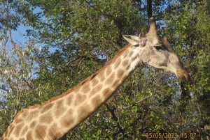 Livingstone: stadstour, gamedrive en Victoria Falls-tour