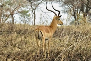 Matobo White Rhino Experience