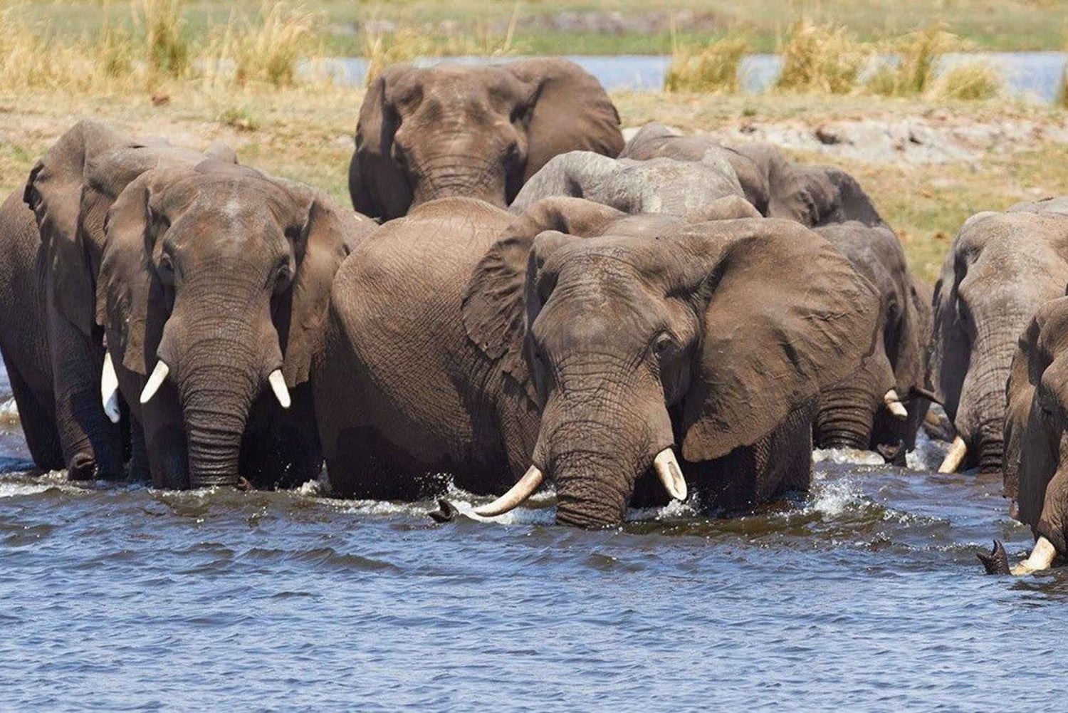 Maun: Excursão de 6 dias ao Okavango, Savuti, Chobe e Cataratas de Vitória