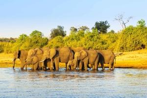 Maun: tour di 6 giorni di Okavango, Savuti, Chobe e Cascate Vittoria