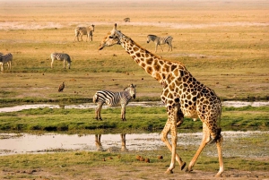 Maun: tour di 6 giorni di Okavango, Savuti, Chobe e Cascate Vittoria