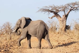 Maun: tour di 6 giorni di Okavango, Savuti, Chobe e Cascate Vittoria