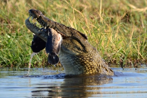 Maun: tour di 6 giorni di Okavango, Savuti, Chobe e Cascate Vittoria