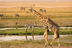 Maun: Excursão de 6 dias ao Okavango, Savuti, Chobe e Cataratas de Vitória