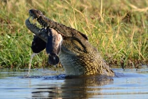 Maun: Excursão de 6 dias ao Okavango, Savuti, Chobe e Cataratas de Vitória