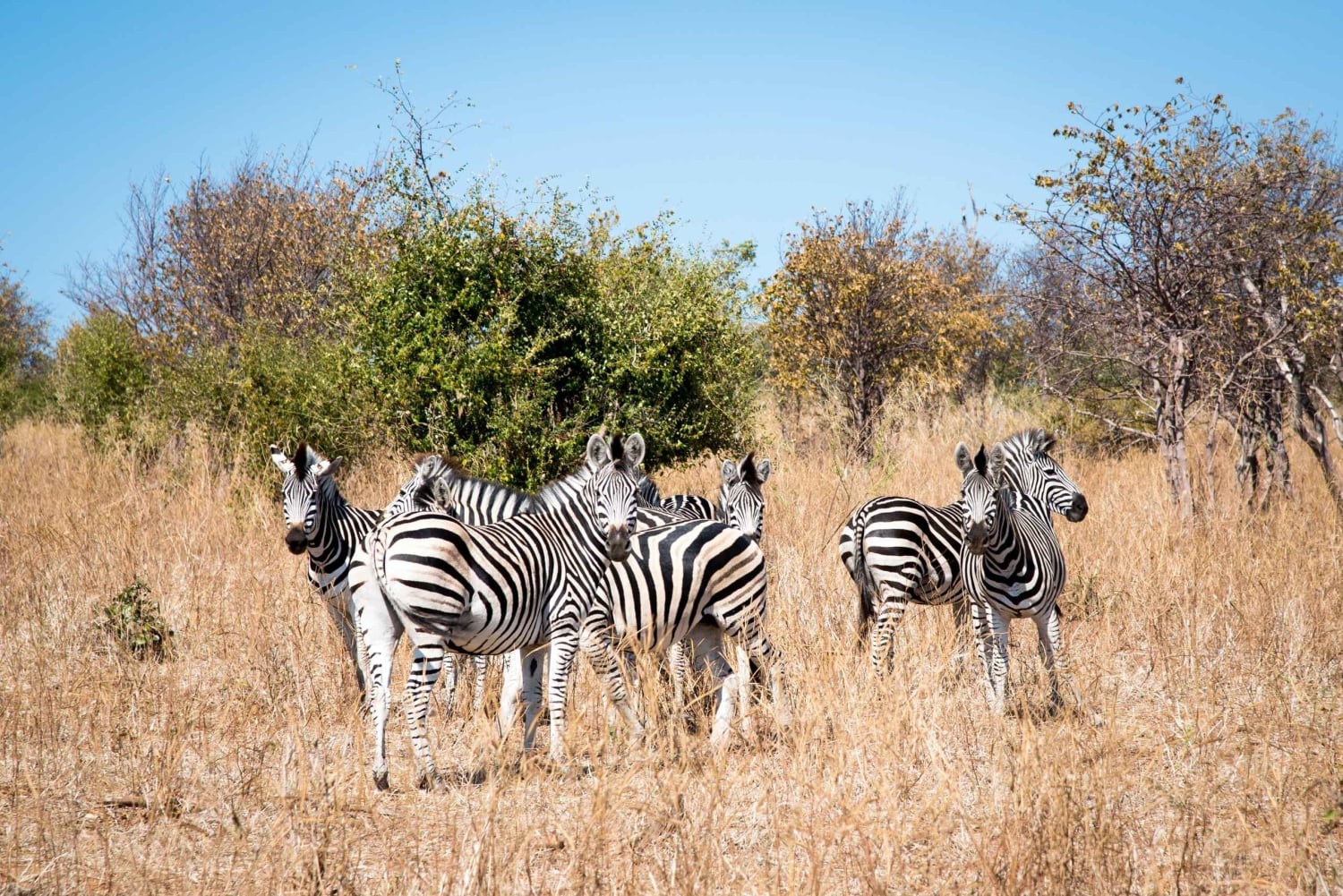 Safari di Mosi oa Tunya e safari a piedi con i rinoceronti