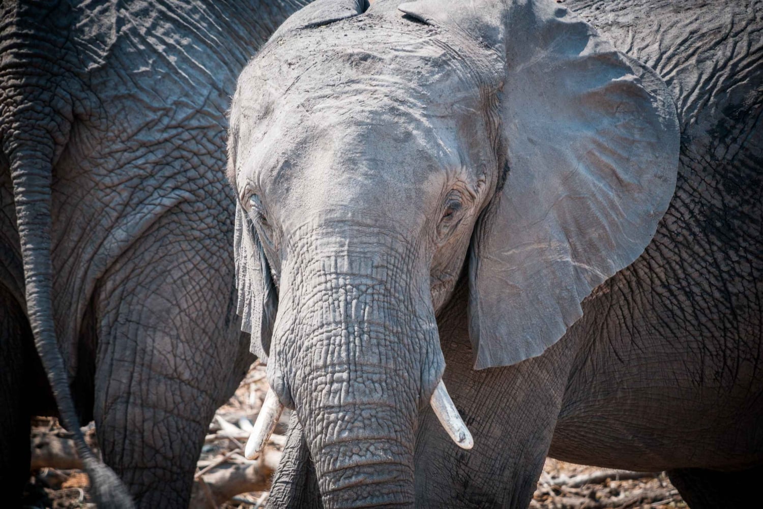 Safari di Mosi oa Tunya e safari a piedi con i rinoceronti