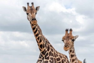 Mosi oa Tunya Game Drive and Rhino Walking Safari