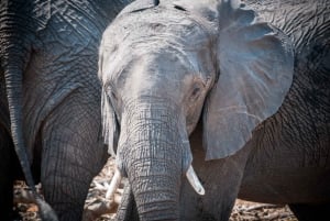 Safari di Mosi oa Tunya e safari a piedi con i rinoceronti