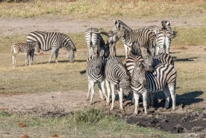 Safari di Mosi oa Tunya e safari a piedi con i rinoceronti