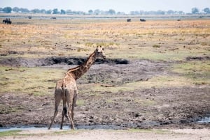 Safari di Mosi oa Tunya e safari a piedi con i rinoceronti