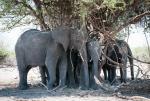 Safari di Mosi oa Tunya e safari a piedi con i rinoceronti