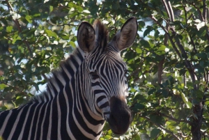 Mosi-oa-Tunya National Park: Half-Day Guided Nature Walk