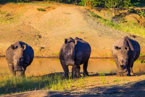 Neushoorn game drive - Mosi-oa-tunya nationaal park