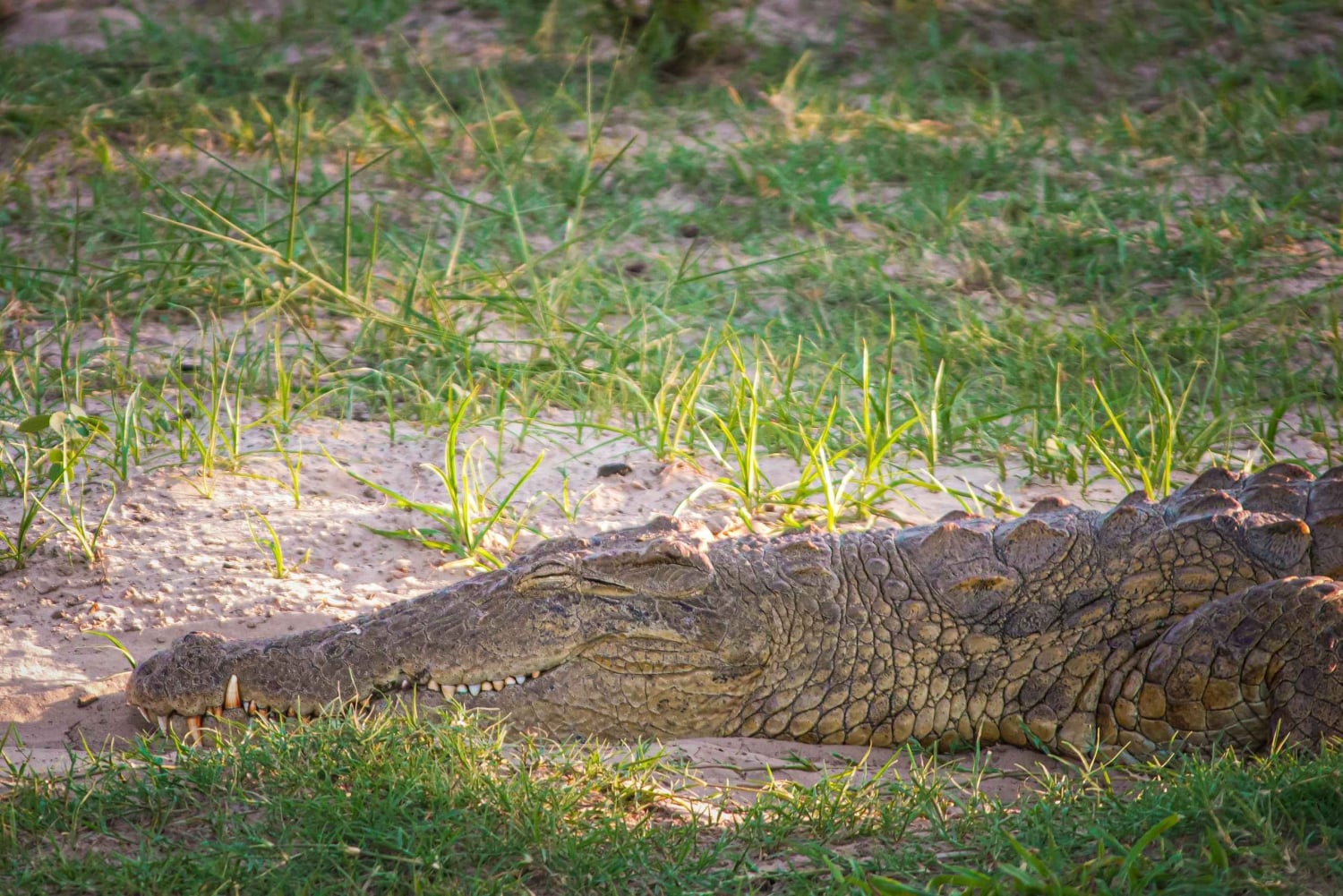 Riversong Sunset Luxury Zambezi Cruise