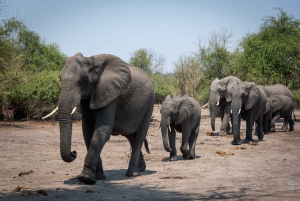 Safari Drive & Rhino Walks i Mosi-oa-Tunya nationalpark