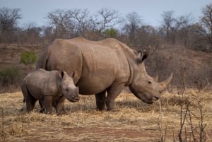 Safari Drive & Rhino Walks i Mosi-oa-Tunya nationalpark