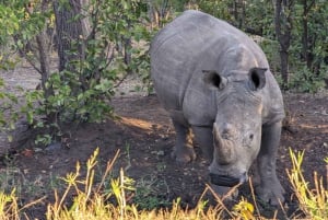 Safari game drive and rhino walk