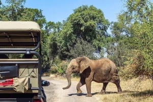 Safari game drive and rhino walk